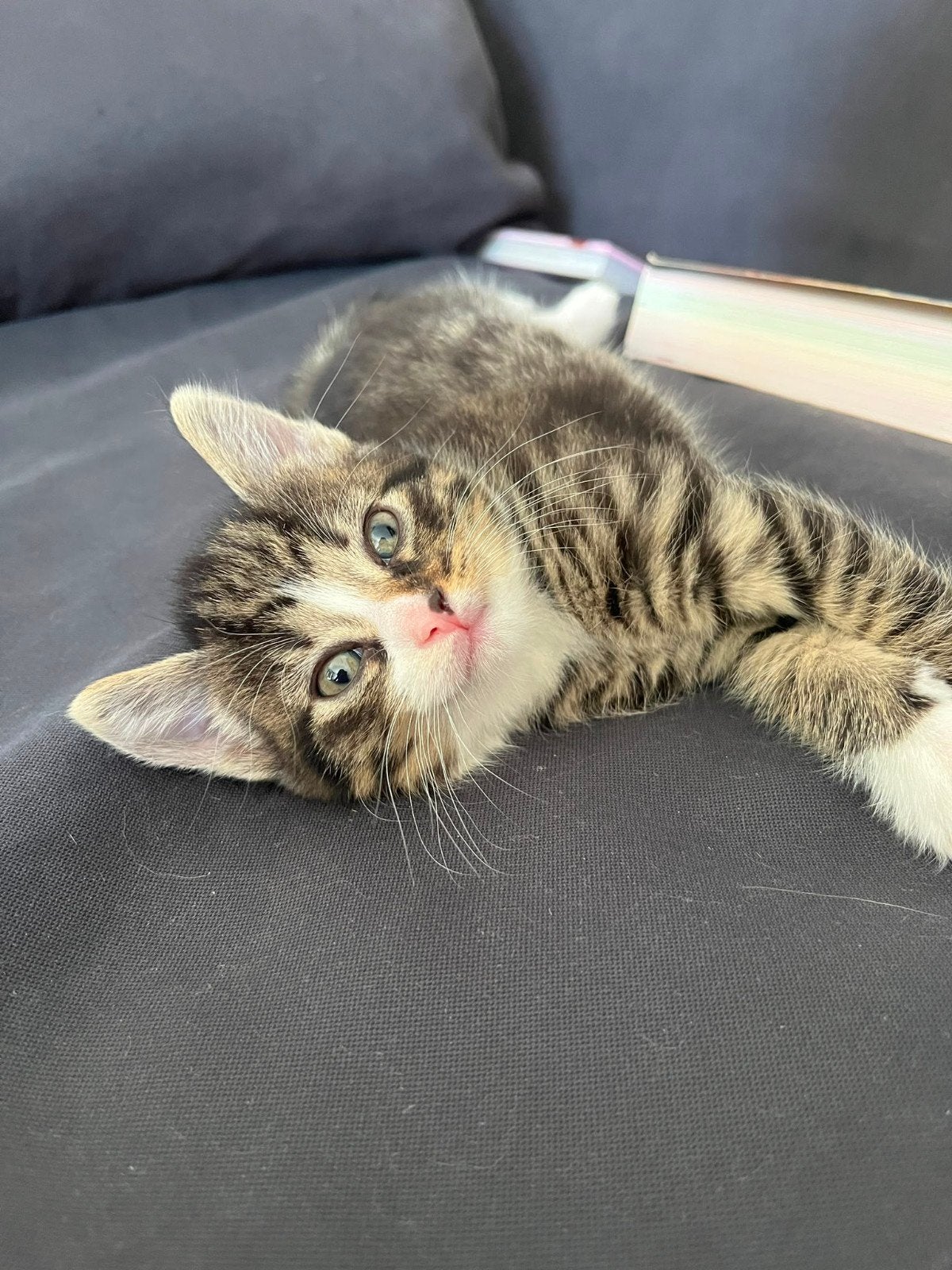 Prachtige kitten, tabby katertje Blauwerus X Britse korthaar, Dieren en Toebehoren, Kater, Ontwormd
