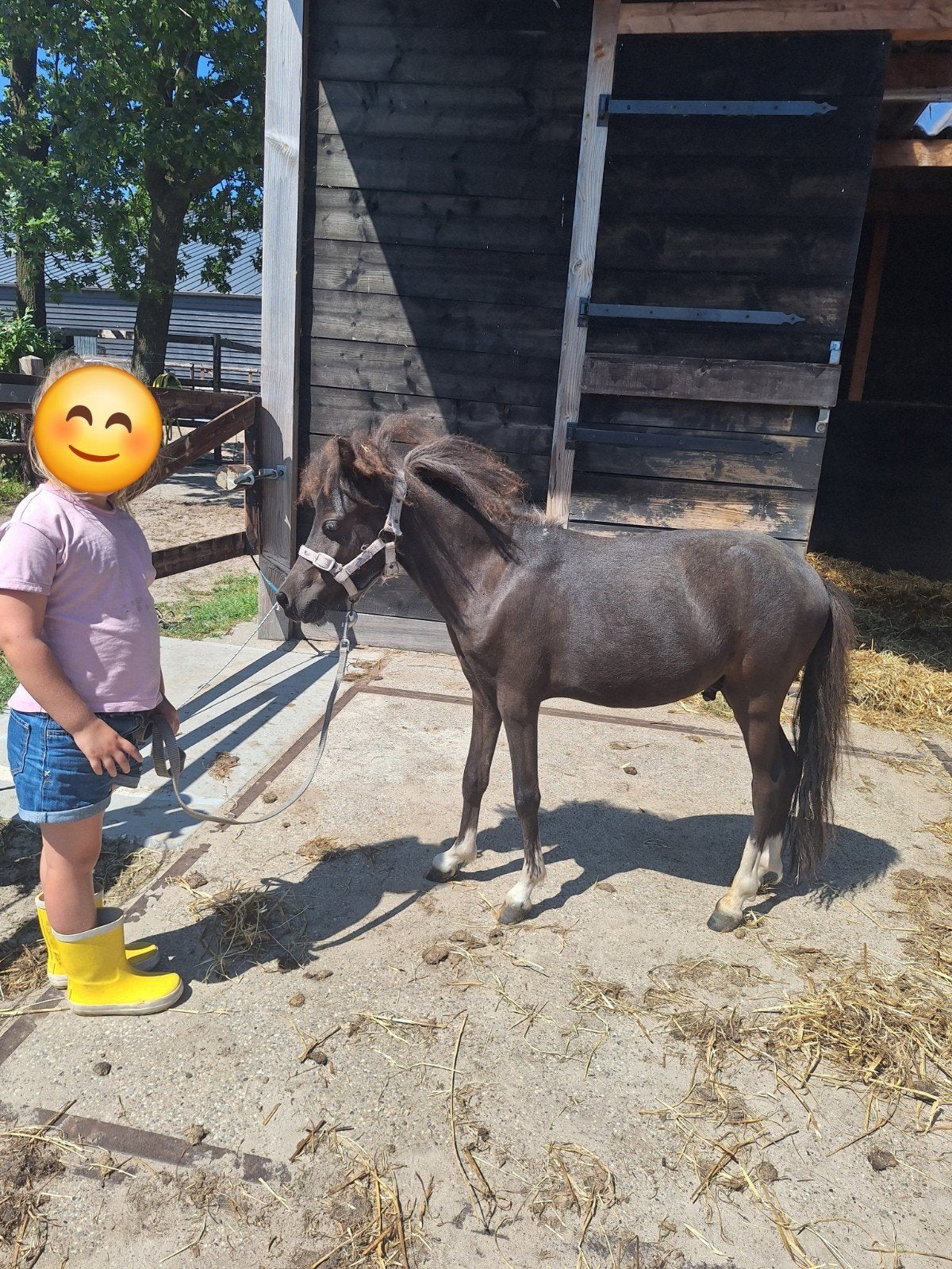 1 jarige knappe mini paard ruin., Ruin, 0 tot 2 jaar
