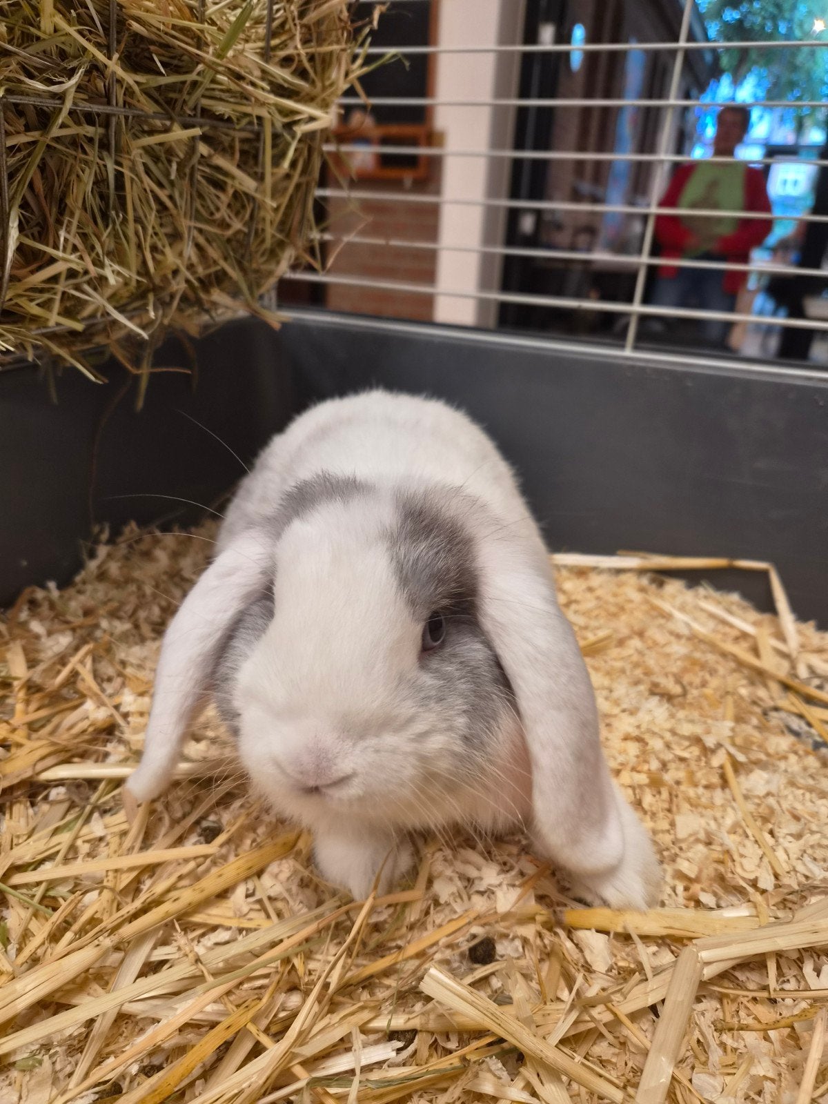 Nederlands hangoor dwerg konijntje, Dieren en Toebehoren, Konijnen, Mannelijk, Dwerg, Hangoor, 0 tot 2 jaar