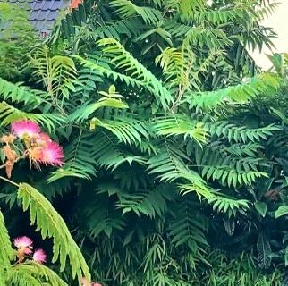 Fluweelboom in pot 100cm (Rhus Typhina), Tuin en Terras, Zomer, Palmboom, Ophalen, Volle zon