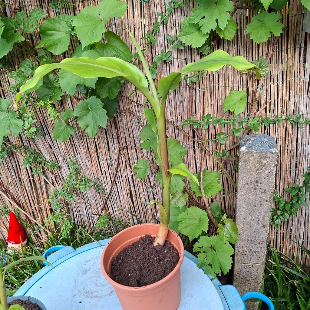 Musa Basjoo stekken, Ophalen, Vaste plant, Fruitplanten, Volle zon