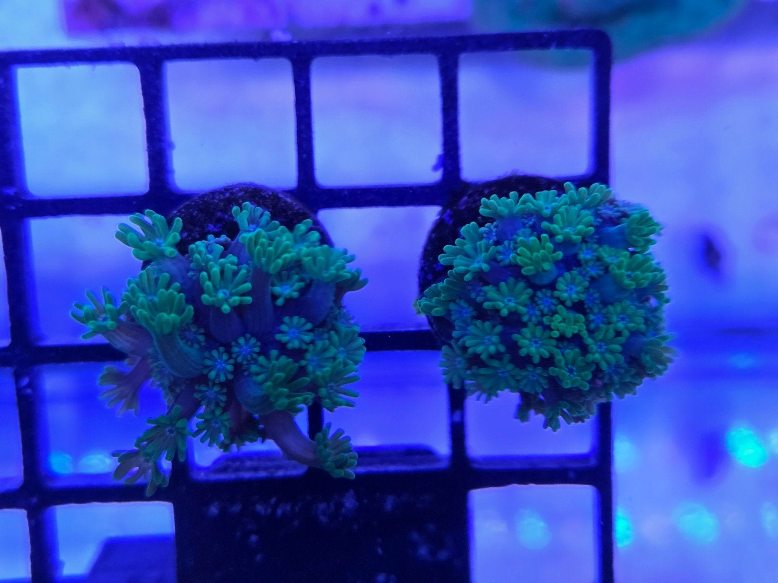 Groene Alveopora stekken, Overige typen, Zoutwatervis