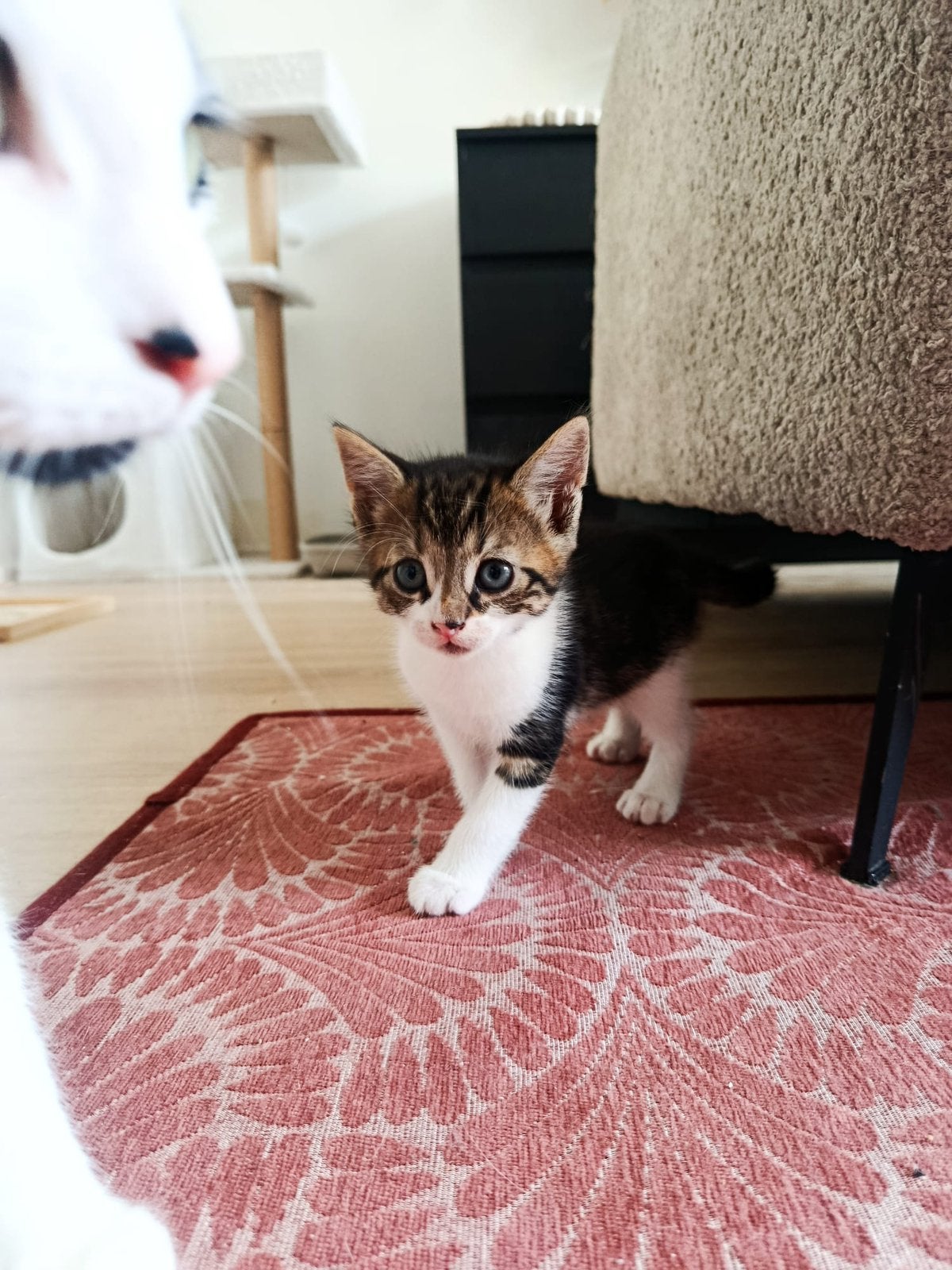 Kittens