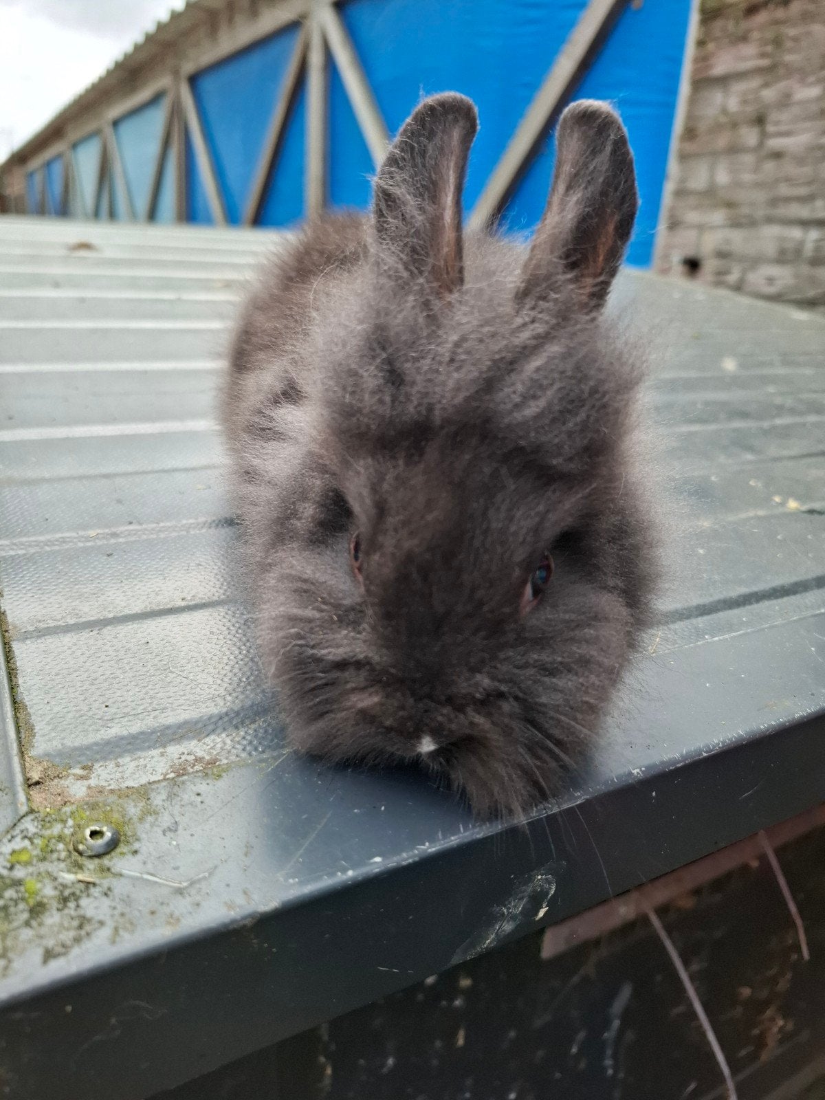 Konijn, Dieren en Toebehoren, Konijnen, Vrouwelijk