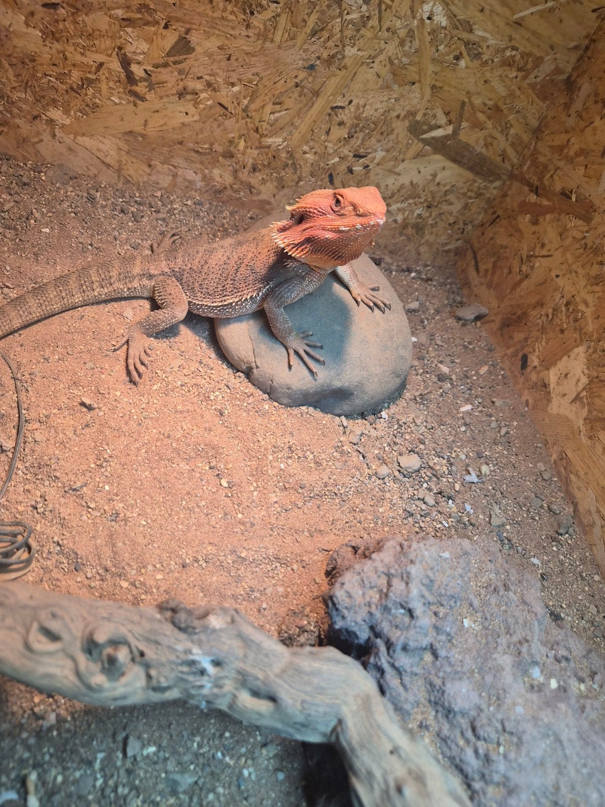 baardagaam, Overige soorten, Met terrarium, 0 tot 2 jaar