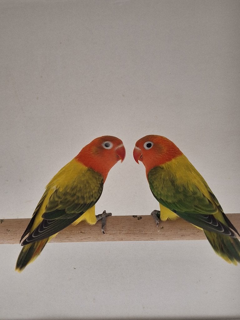 Agapornis Fischeris, Geslacht onbekend, Dwergpapegaai of Agapornis, Geringd