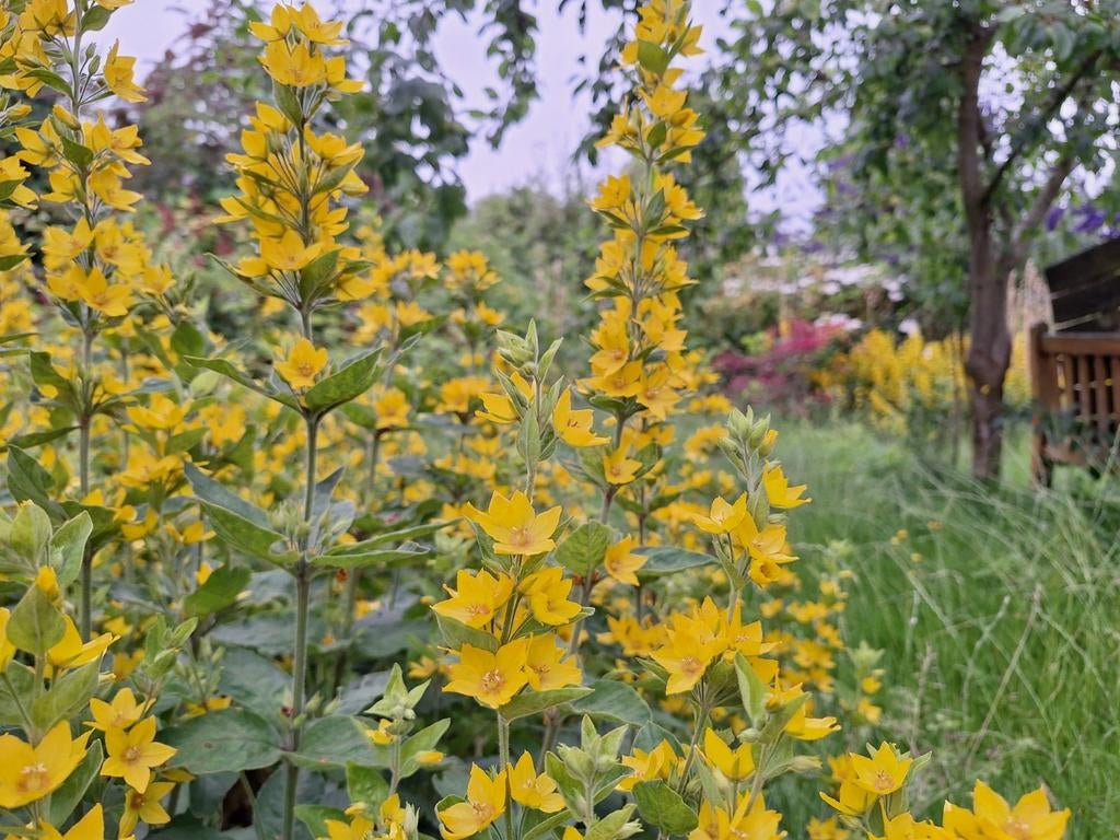 Puntwederik - Lysimachia punctata, Ophalen, Overige soorten, Volle zon