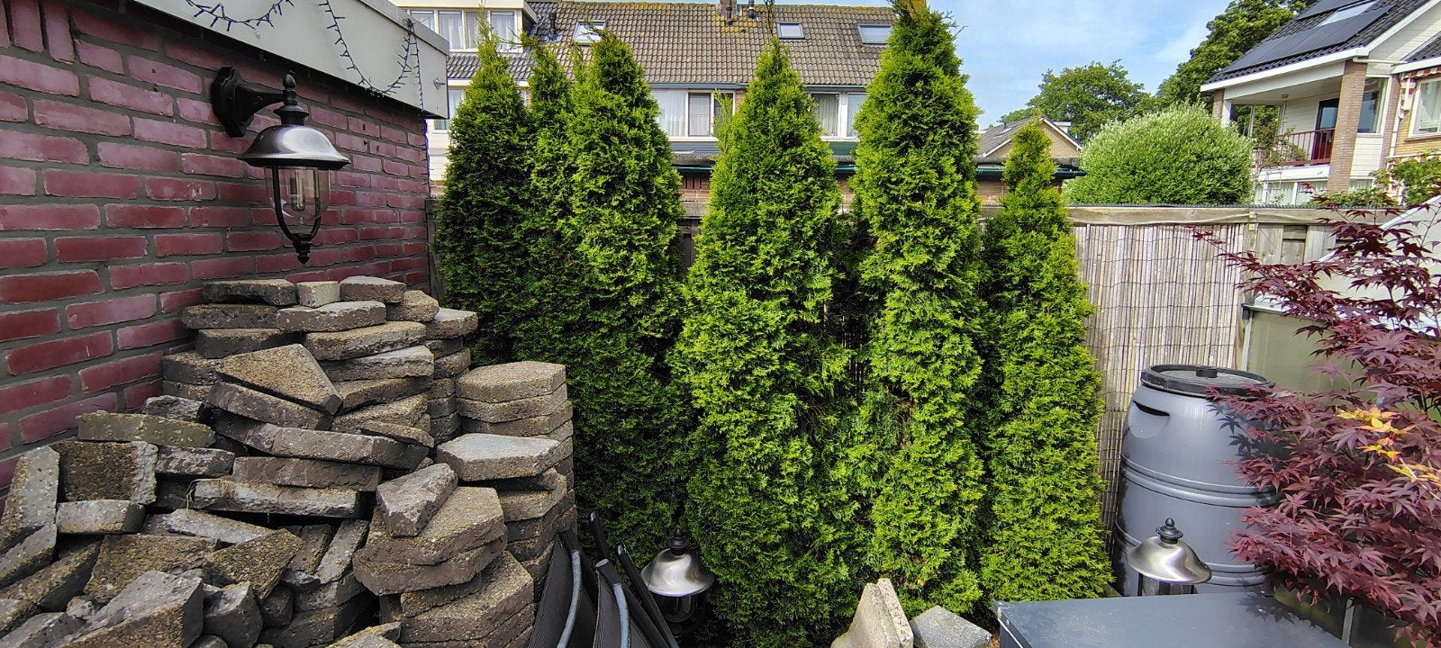 Coniferen 5 stuks, Ophalen, Conifeer, Haag, 250 cm of meer