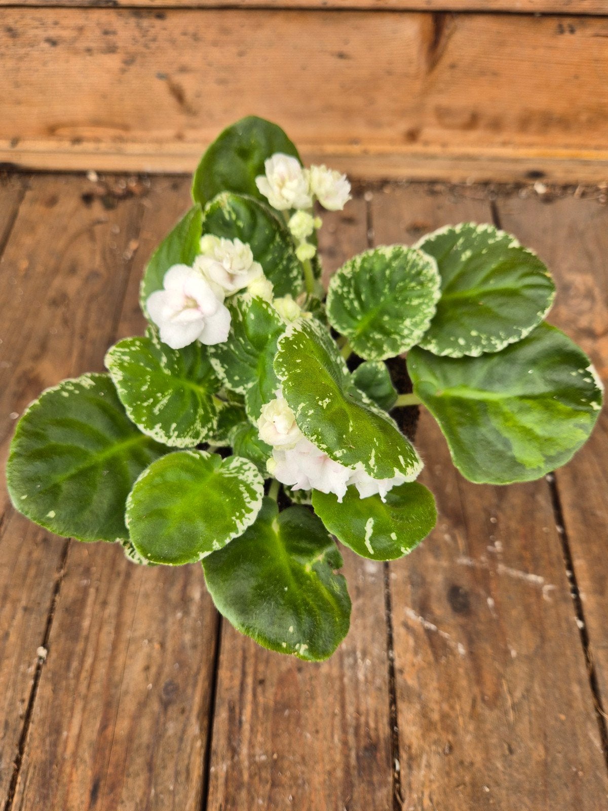 Saintpaulia Watermelon Snow p12 (3), Ophalen of Verzenden, Halfschaduw, Minder dan 100 cm