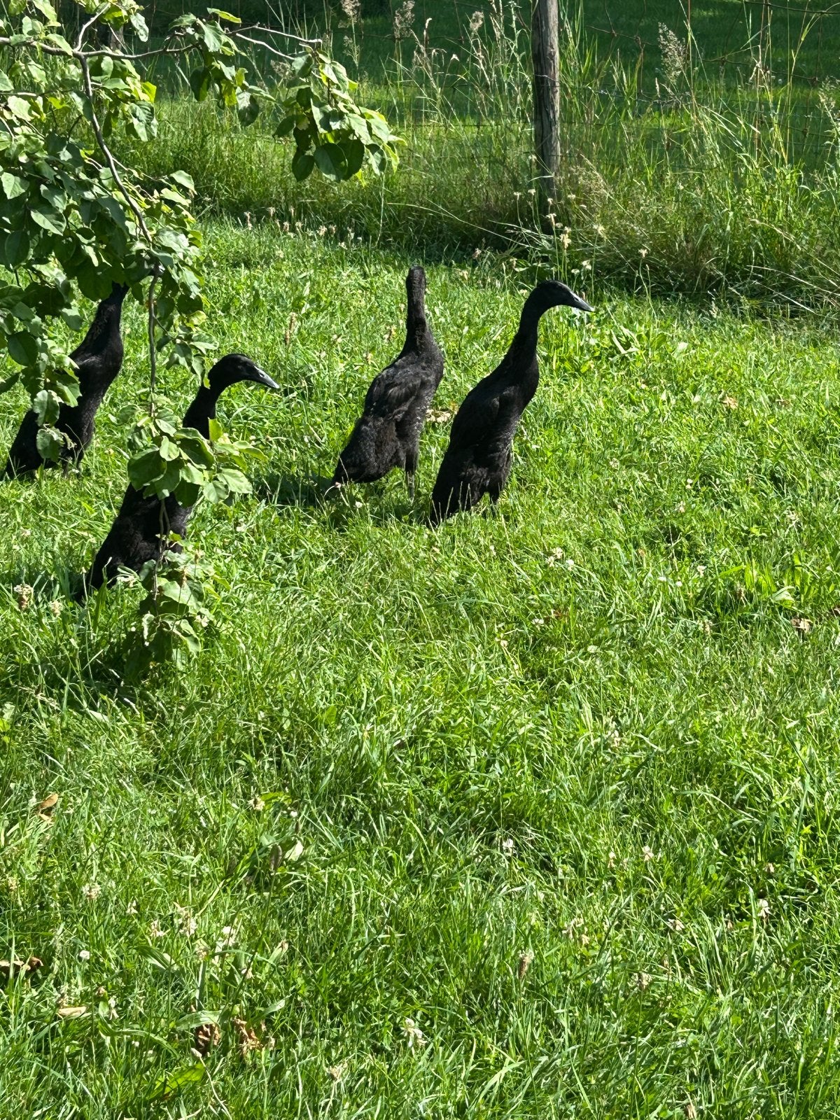 Mooie zwarte loopeenden, Meerdere dieren, Eend