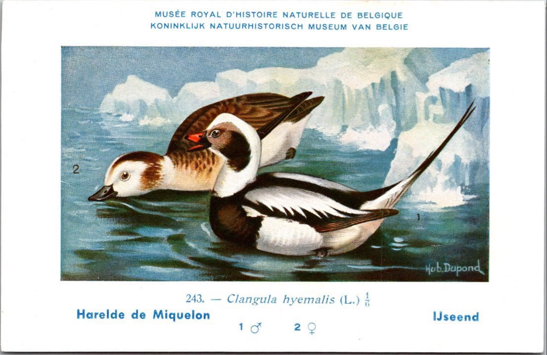 IJseend / Long-tailed Duck – Nº 243 – (KBIN / IRSNB), Verzamelen, Verzenden, 1940 tot 1960, Ongelopen, Vogel