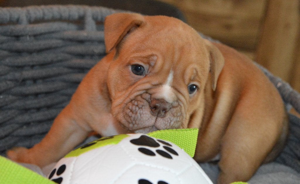 Old English Bulldog pups, Dieren en Toebehoren, Honden | Bulldogs, Pinschers en Molossers, Parvo, 8 tot 15 weken, Bulldog, Meerdere