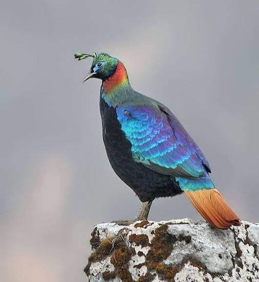 Glansfazant jongen 2026, Dieren en Toebehoren, Meerdere dieren, Tropenvogel, Geringd