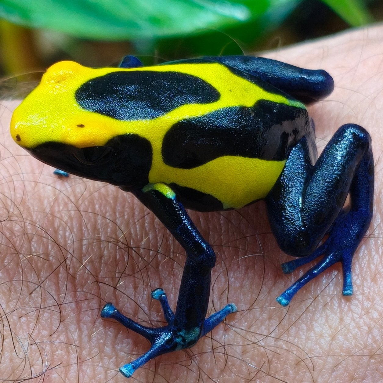 Gifkikkers uit eigen kwekerij, 400 terraria Frog photo 3