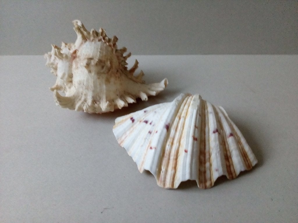 Schelpen. Murex ramosus /doopvontschelp., Ophalen of Verzenden
