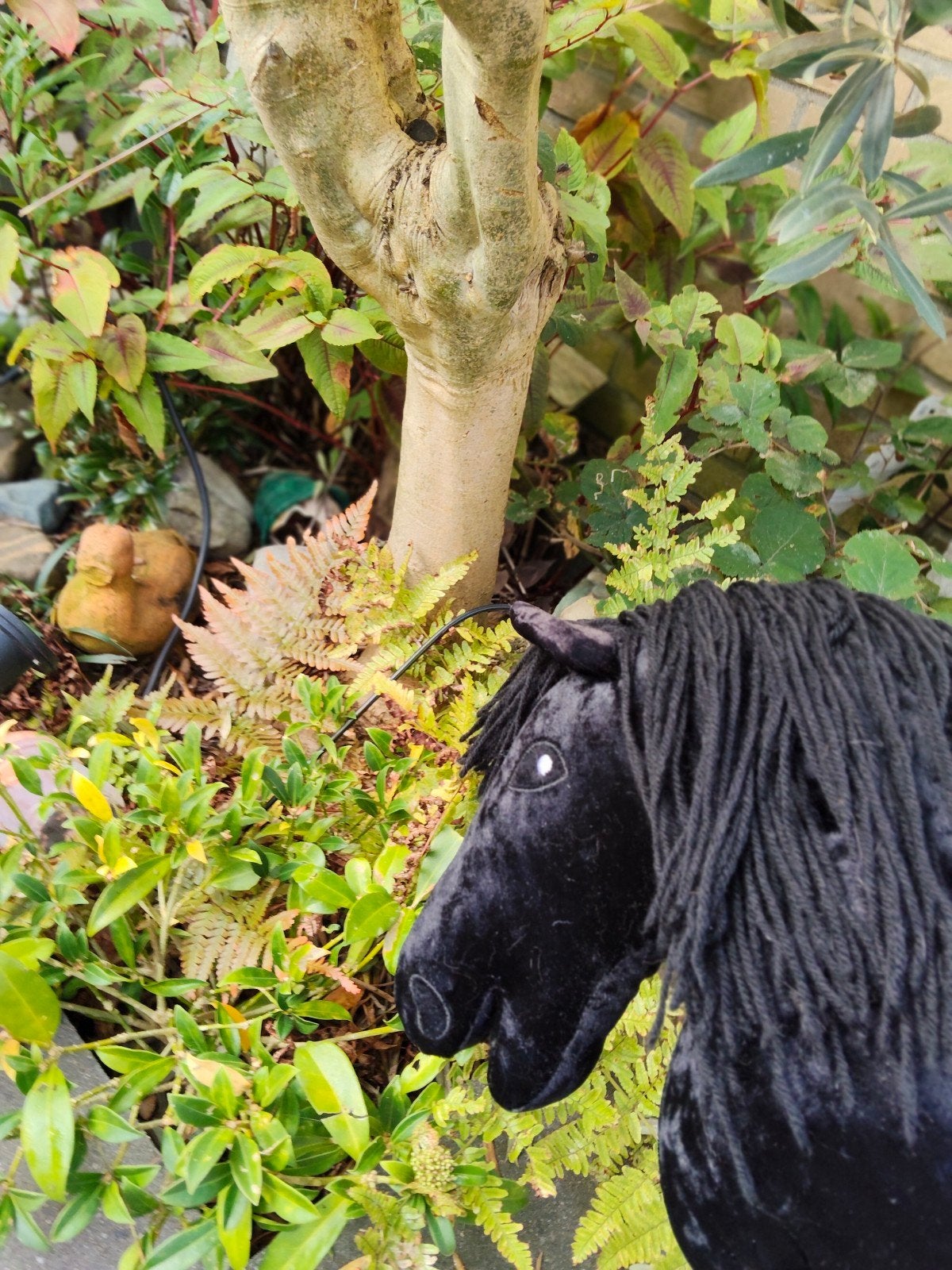 Zwarte Hobby Horse zoekt nieuw  huisje, Ophalen, Gebruikt, Jongen of Meisje