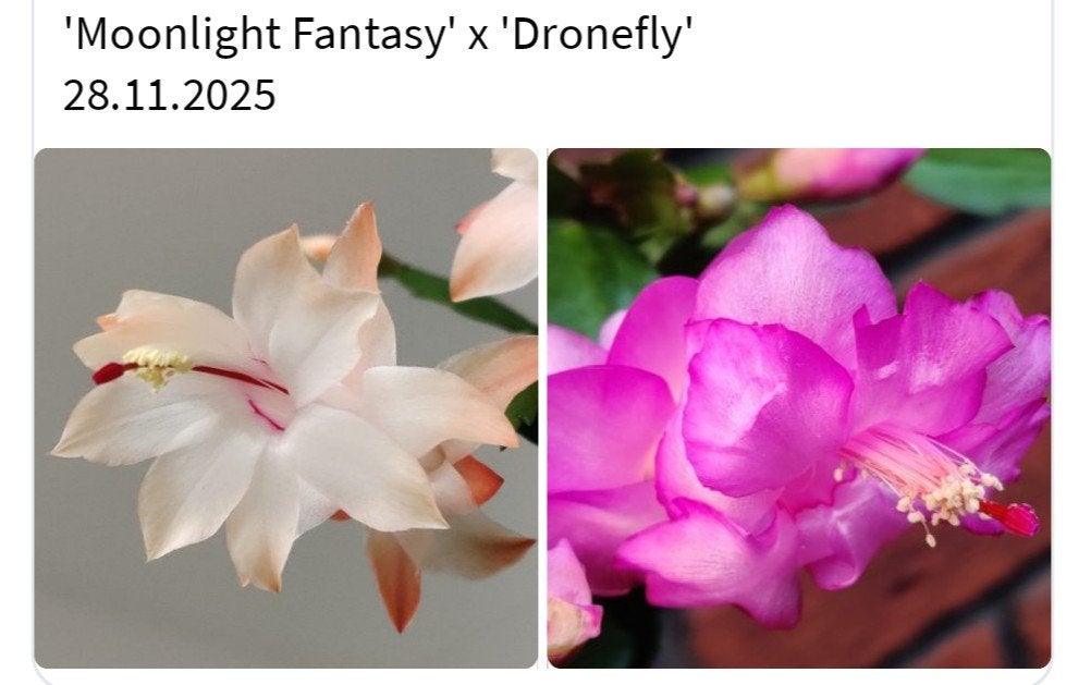 Schlumbergera nieuwe hybride zaadbesje op 1 bladsegment, Verzenden, Halfschaduw, Minder dan 100 cm