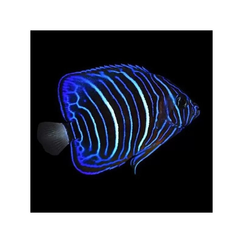 Zeeaquarium vissen 5 stuks, Vis, Zoutwatervis