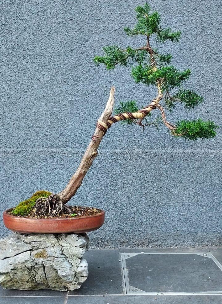 Juniperus Chinensis bonsai, Ophalen of Verzenden, Overige soorten, Halfschaduw