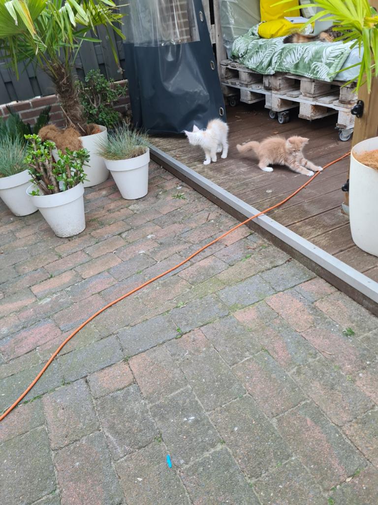 Maine coon  kittens, Met stamboom