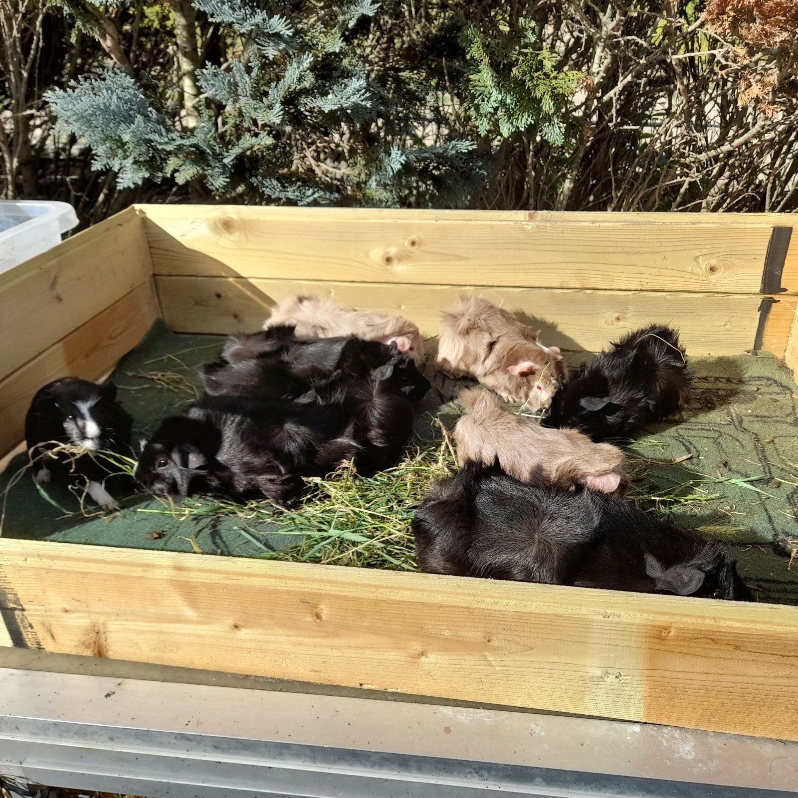 9 cavia mannen, Juni, Mannelijk, Cavia
