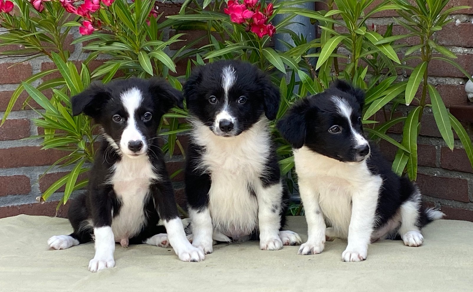 Prachtige BORDER COLLIE x FRIESE STABIJ pups, Parvo, Nederland, 8 tot 15 weken, Meerdere