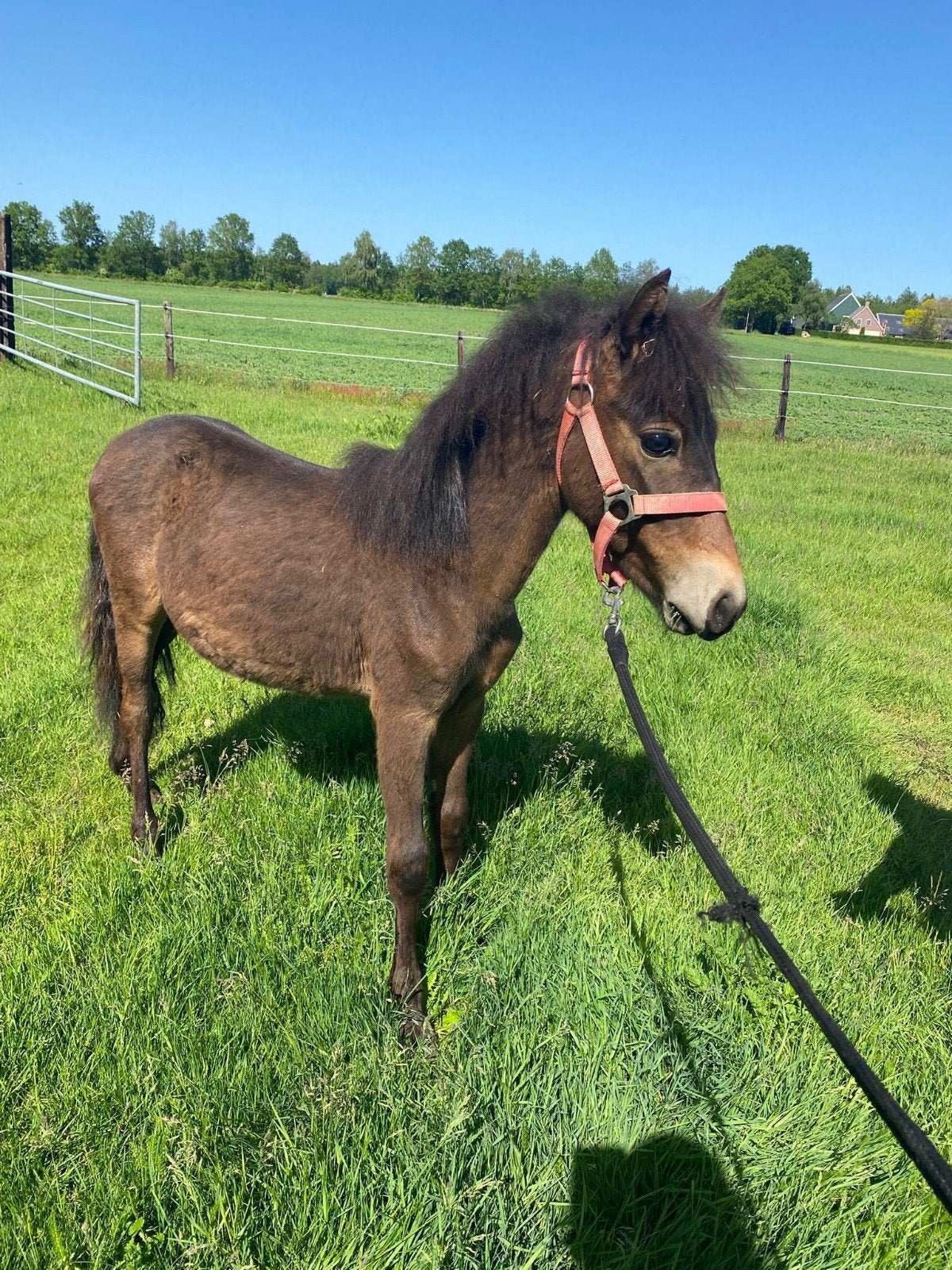 Super lief Welsh b jaarling hengstje en kinderpony shetlande, Hengst, A pony (tot 1.17m), 0 tot 2 jaar