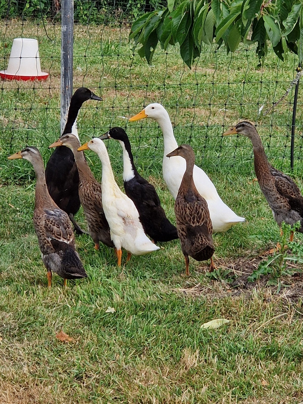 Jonge loopeenden (5), Dieren en Toebehoren, Pluimvee, Meerdere dieren, Eend