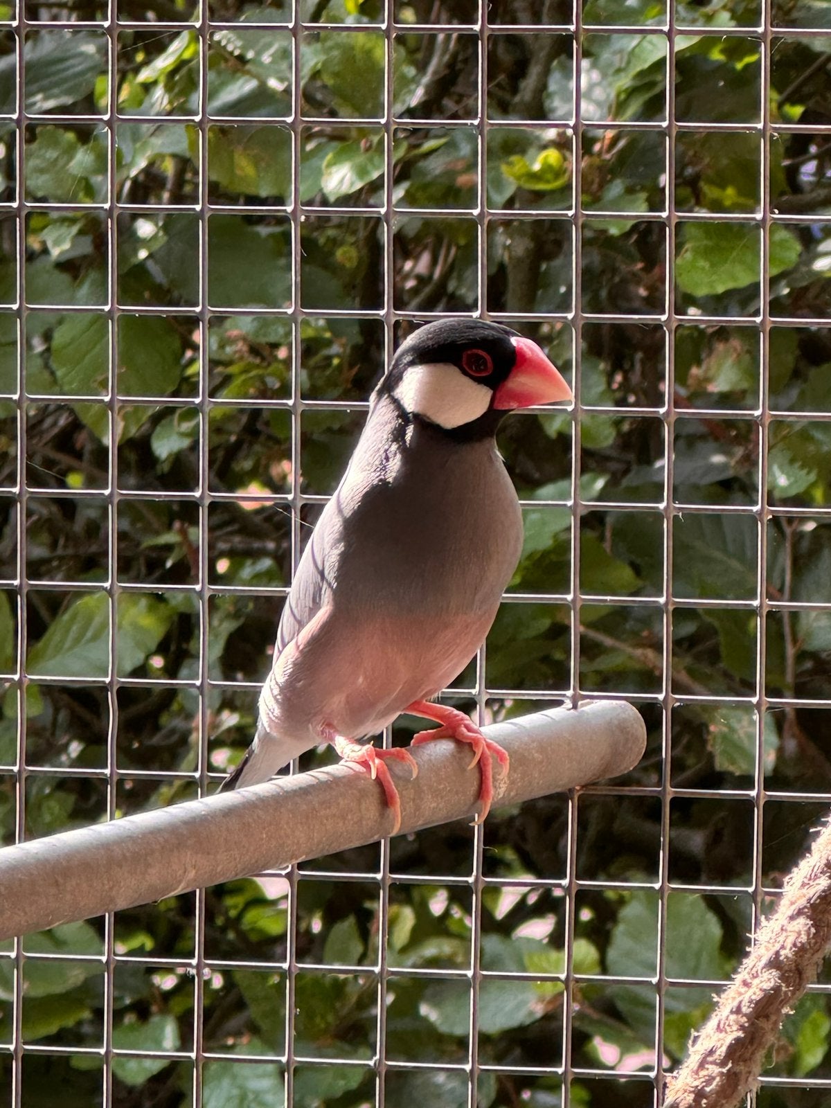 Rijstvogel, Dieren en Toebehoren, Geslacht onbekend, Tropenvogel