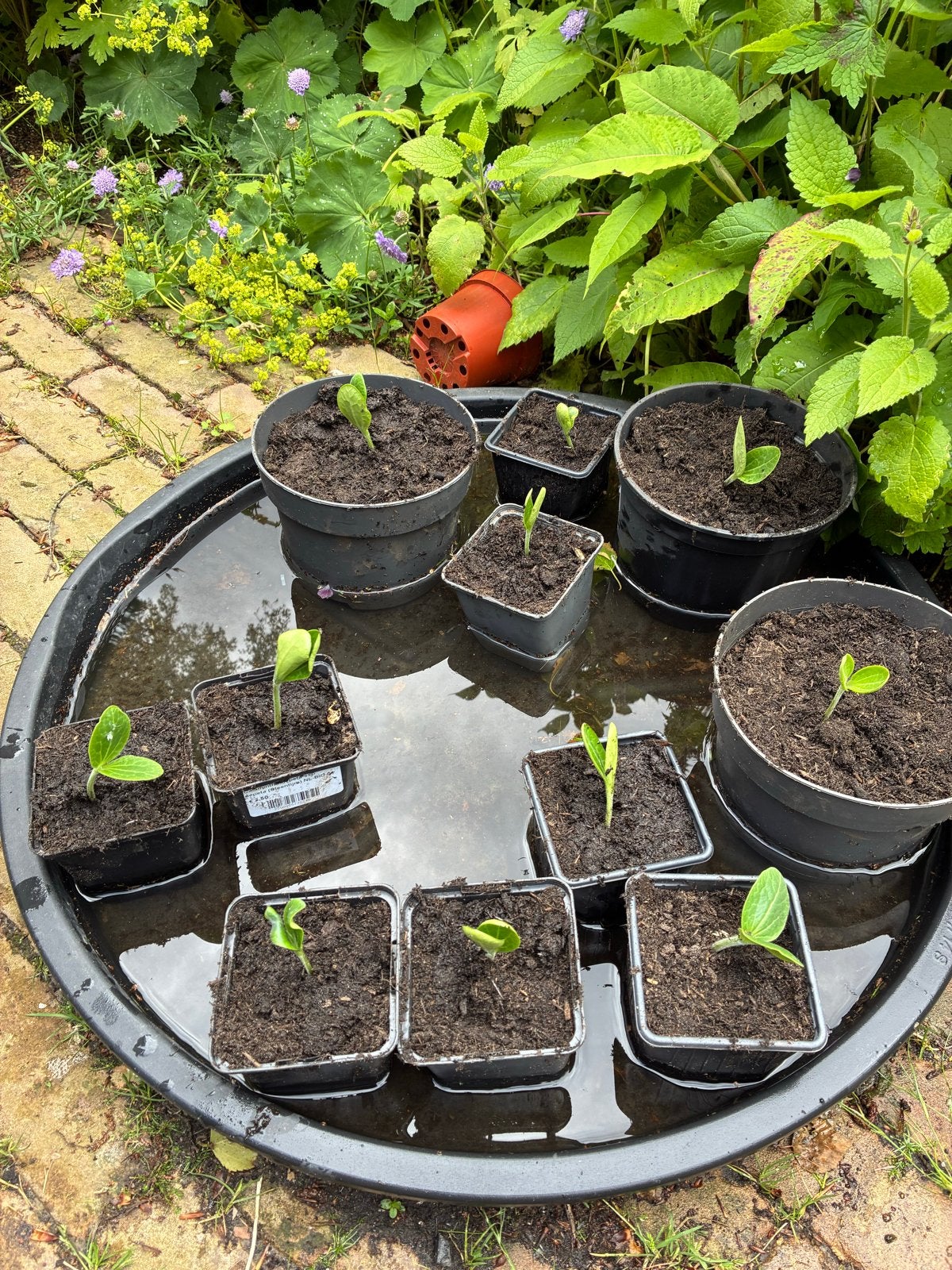 Courgetteplanten moestuin, Ophalen, Volle zon, Groenteplanten, Eenjarig