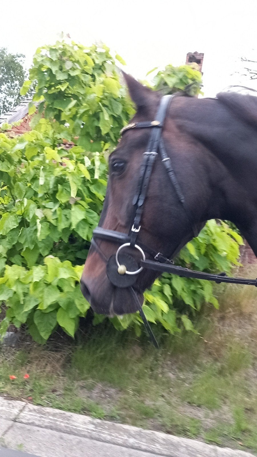 Gezocht weiland (met evt stallen), Weidegang, 4 paarden of pony's of meer