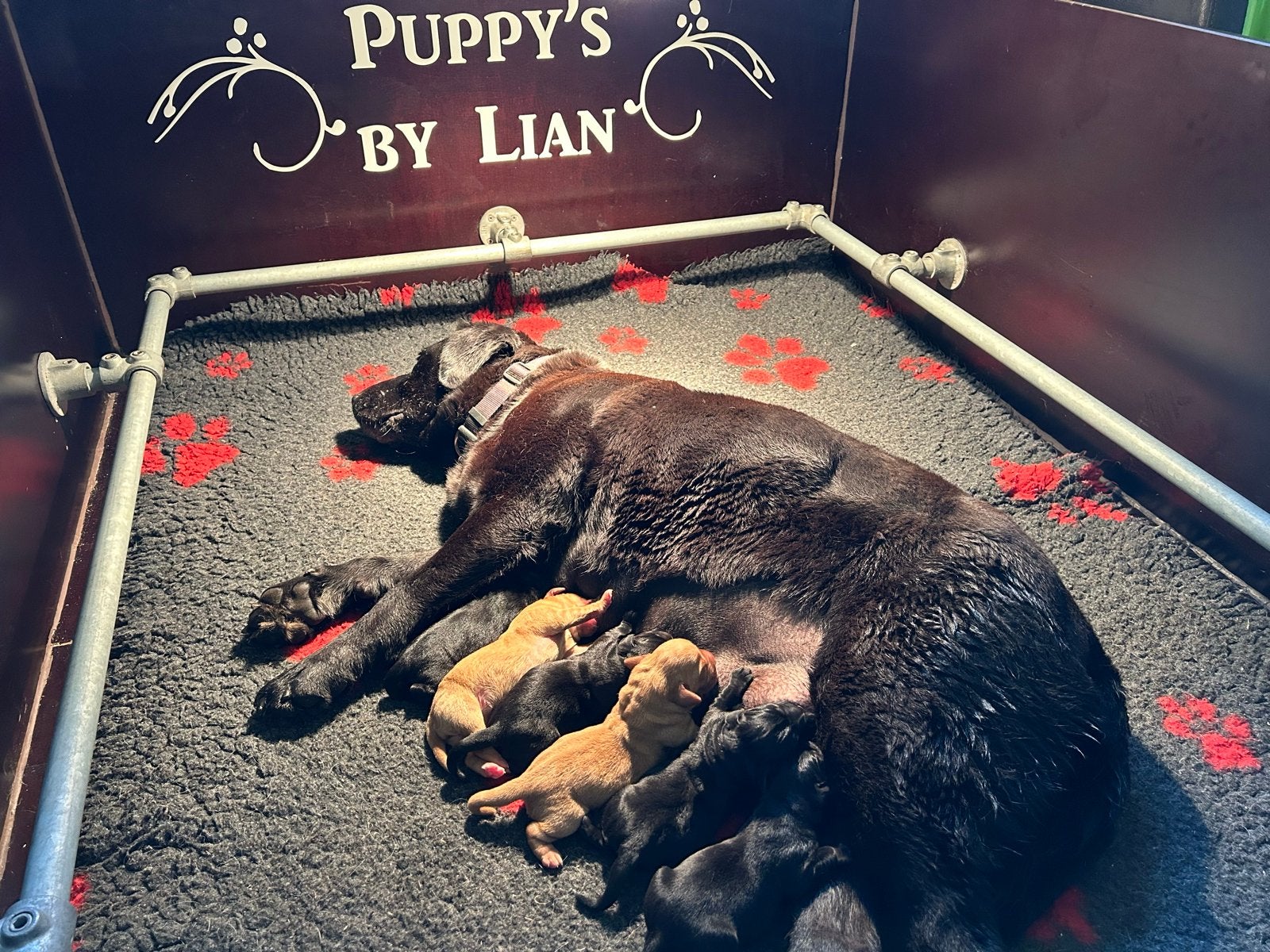 Zwarte labrador puppy’s, 2 reutjes beschikbaar met stamboom, Reu, 8 tot 15 weken, Labrador retriever, CDV (hondenziekte)