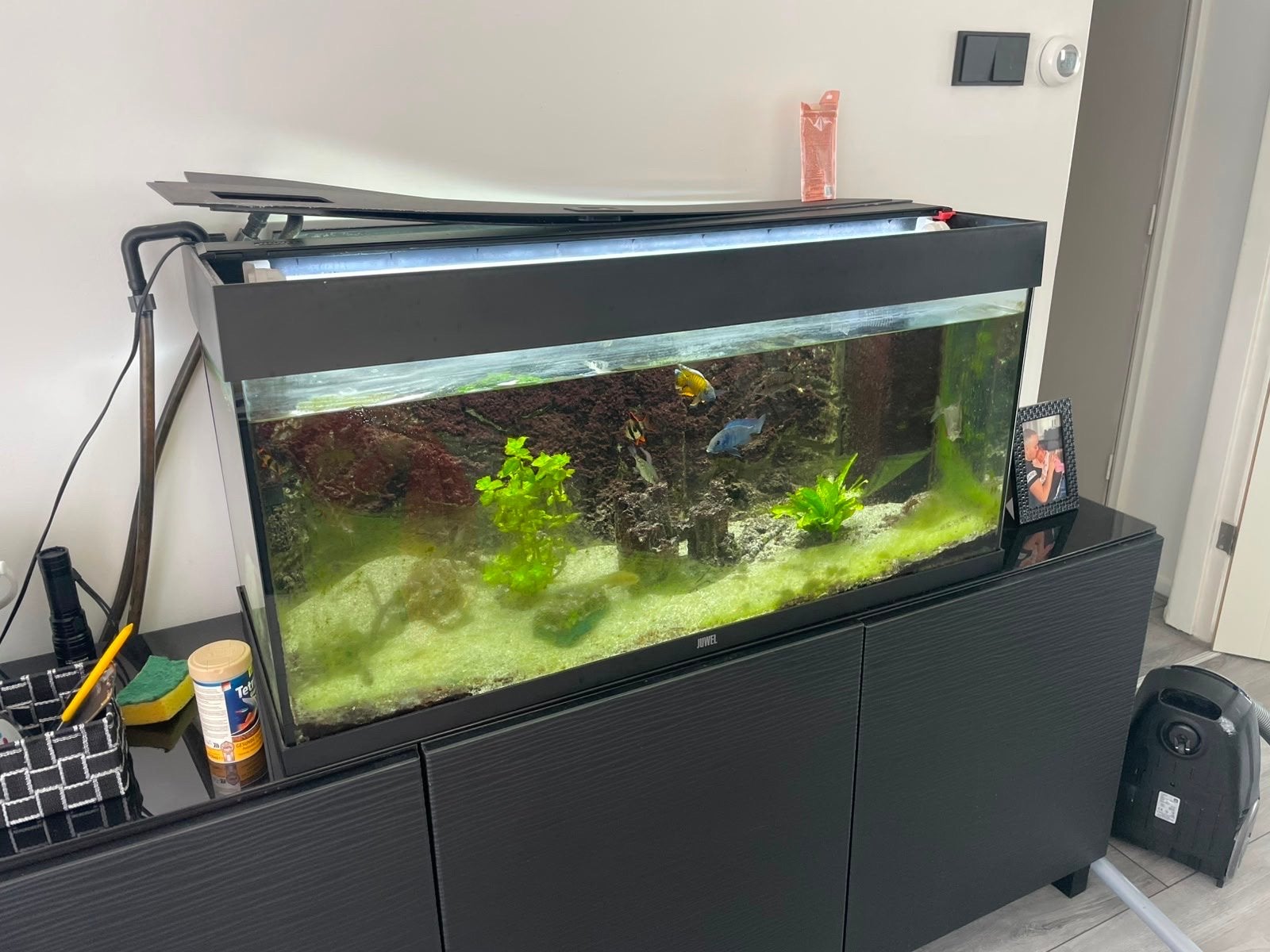 Juwel 180 liter, Dieren en Toebehoren, Ophalen of Verzenden, Zo goed als nieuw, Gevuld zoetwateraquarium