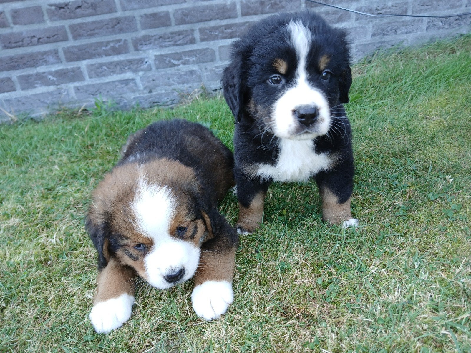 Prachtige boulab pups., Parvo, 8 tot 15 weken, Meerdere, Meerdere dieren