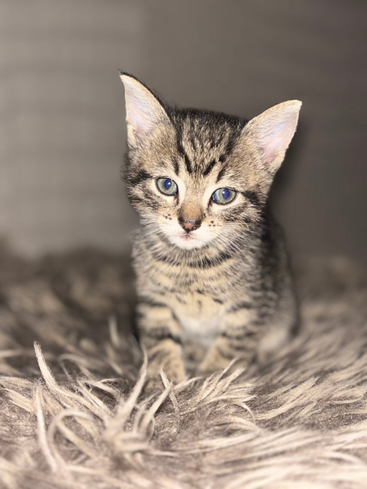 Kruising maincoon kittens, Dieren en Toebehoren, Katten en Kittens | Raskatten | Korthaar, Meerdere dieren