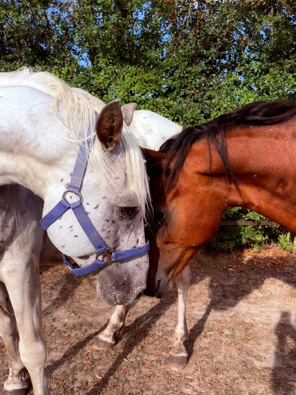 Gezocht: verzorger/ster 16+ Steenderen, Toebehoren, 2 of 3 paarden of pony's