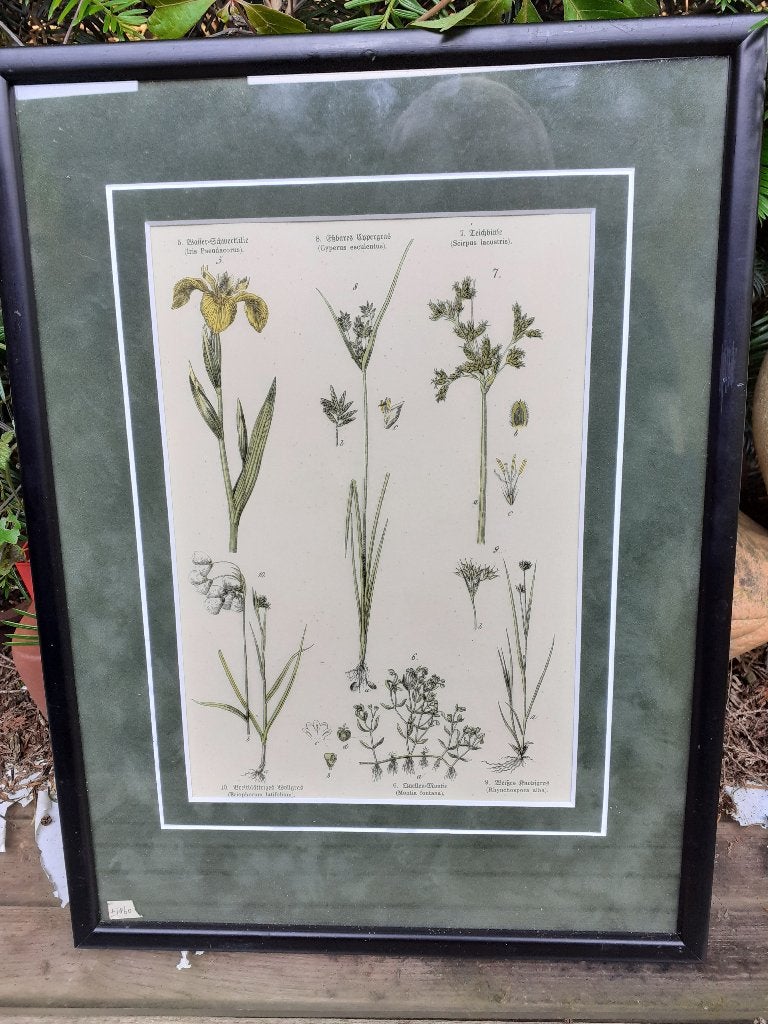Ingekleurde Botanica print uit 1860, ingelijst, Antiek en Kunst, Kunst | Schilderijen | Klassiek, Bloemen, Origineel werk, Ophalen of Verzenden