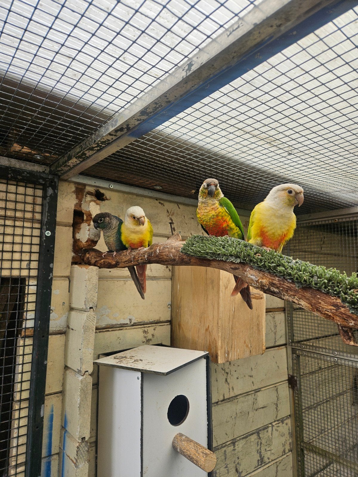 4 X pyrrhura, Meerdere dieren, Parkiet, Geringd