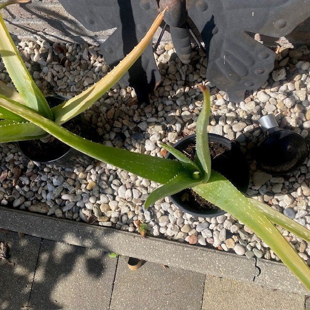 aloe vera, Ophalen, Vaste plant, Overige soorten, Volle zon