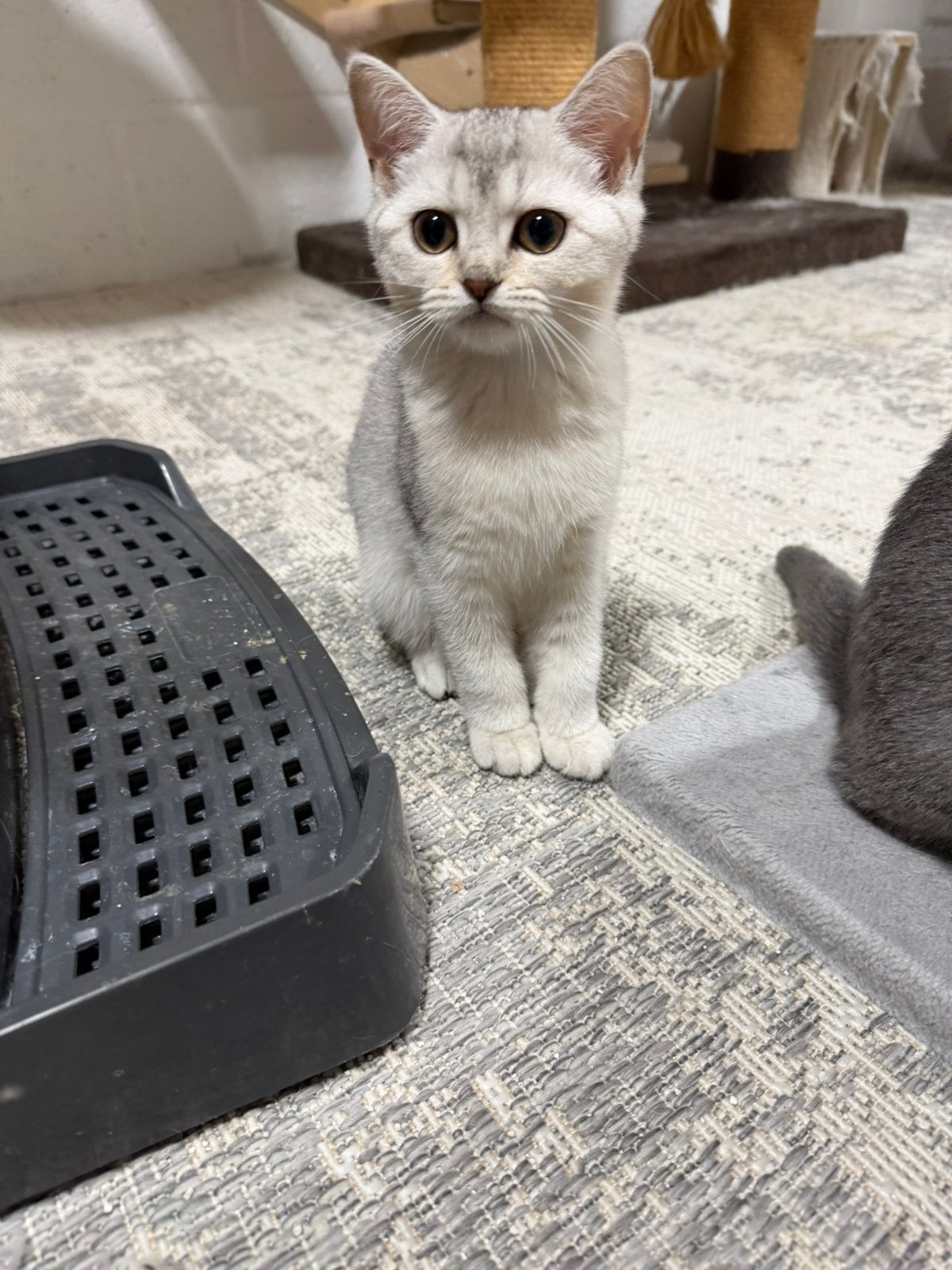Britse korthaar kitten, Dieren en Toebehoren, Poes