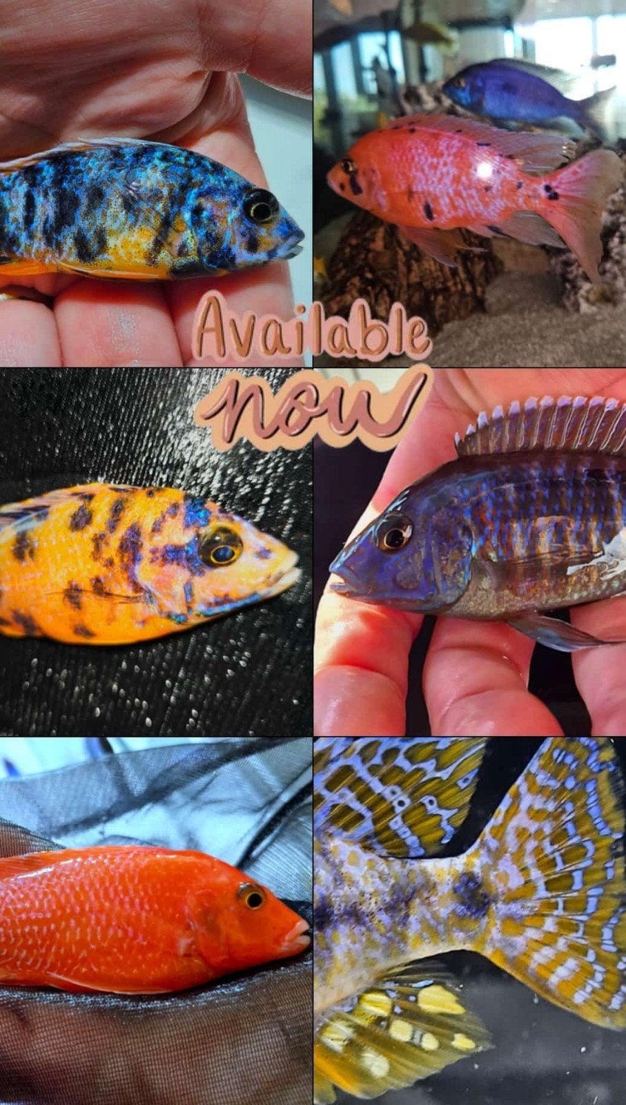 Showmannen in top kleuren!! Op=op, Vis, Zoetwatervis