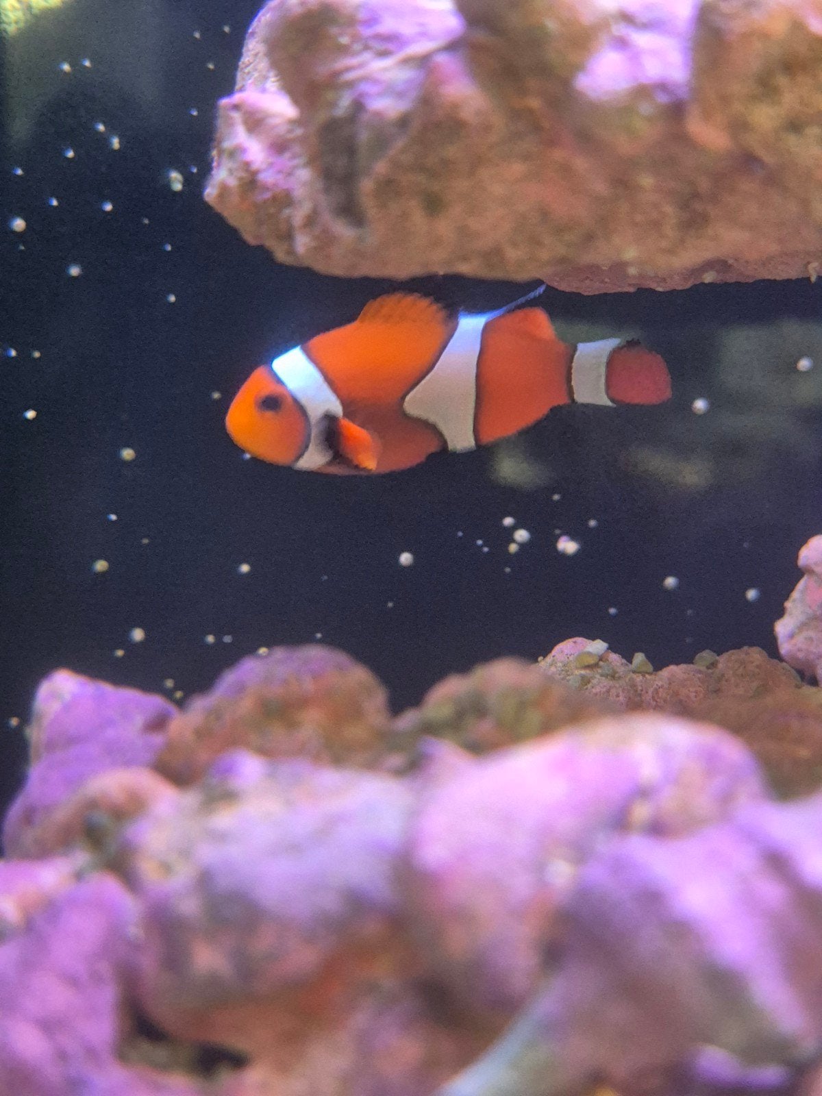 drieband anemoonvis (Nemo), Vis, Zoutwatervis