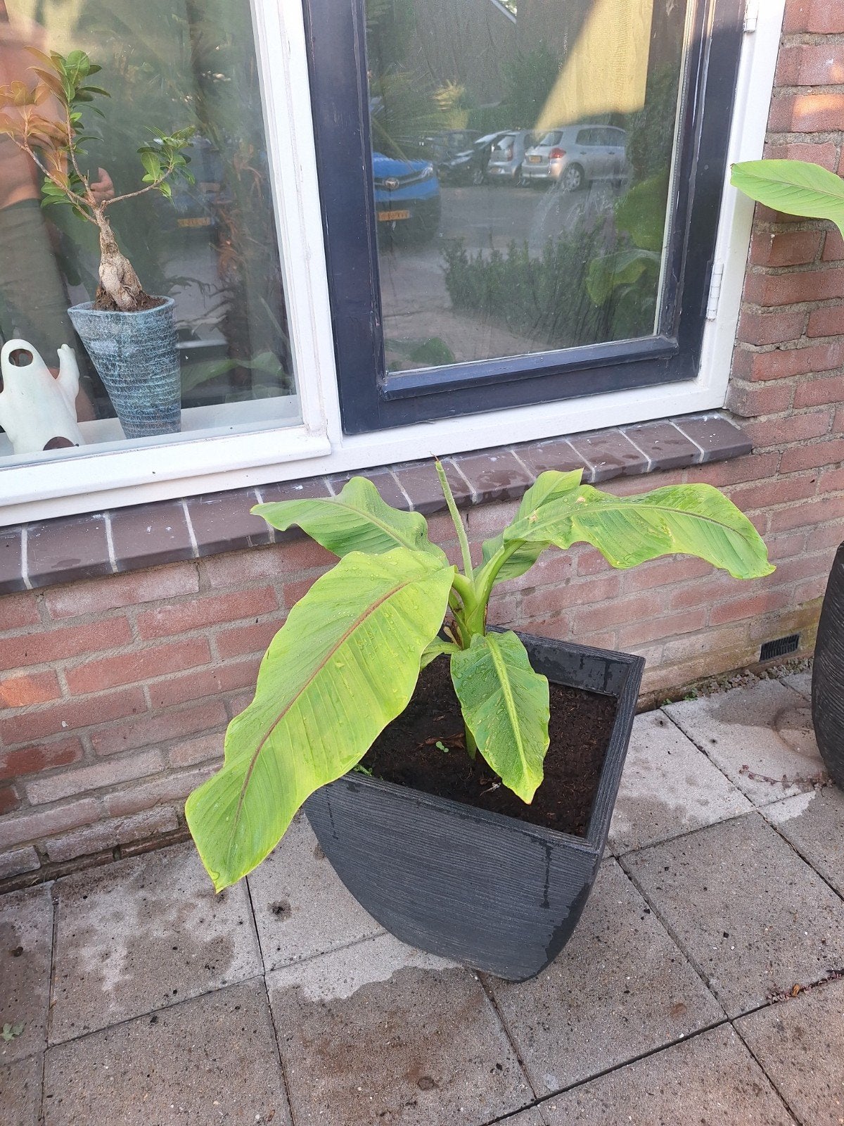 Inc planten bak, Tuin en Terras, Ophalen, Overige soorten, Volle zon
