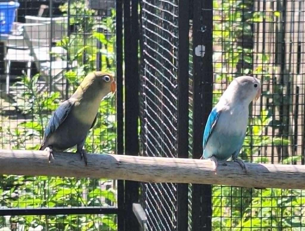 agapornis fischeri dwergpapegaai, Dieren en Toebehoren, Vogels | Parkieten en Papegaaien, Geslacht onbekend, Dwergpapegaai of Agapornis