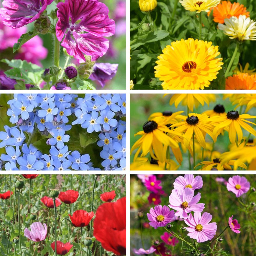Biologische bloemenmix (8400 zaden) bijen & vlinder tuin, Tuin en Terras, Bloembollen en Zaden, Verzenden, Gehele jaar, Volle zon