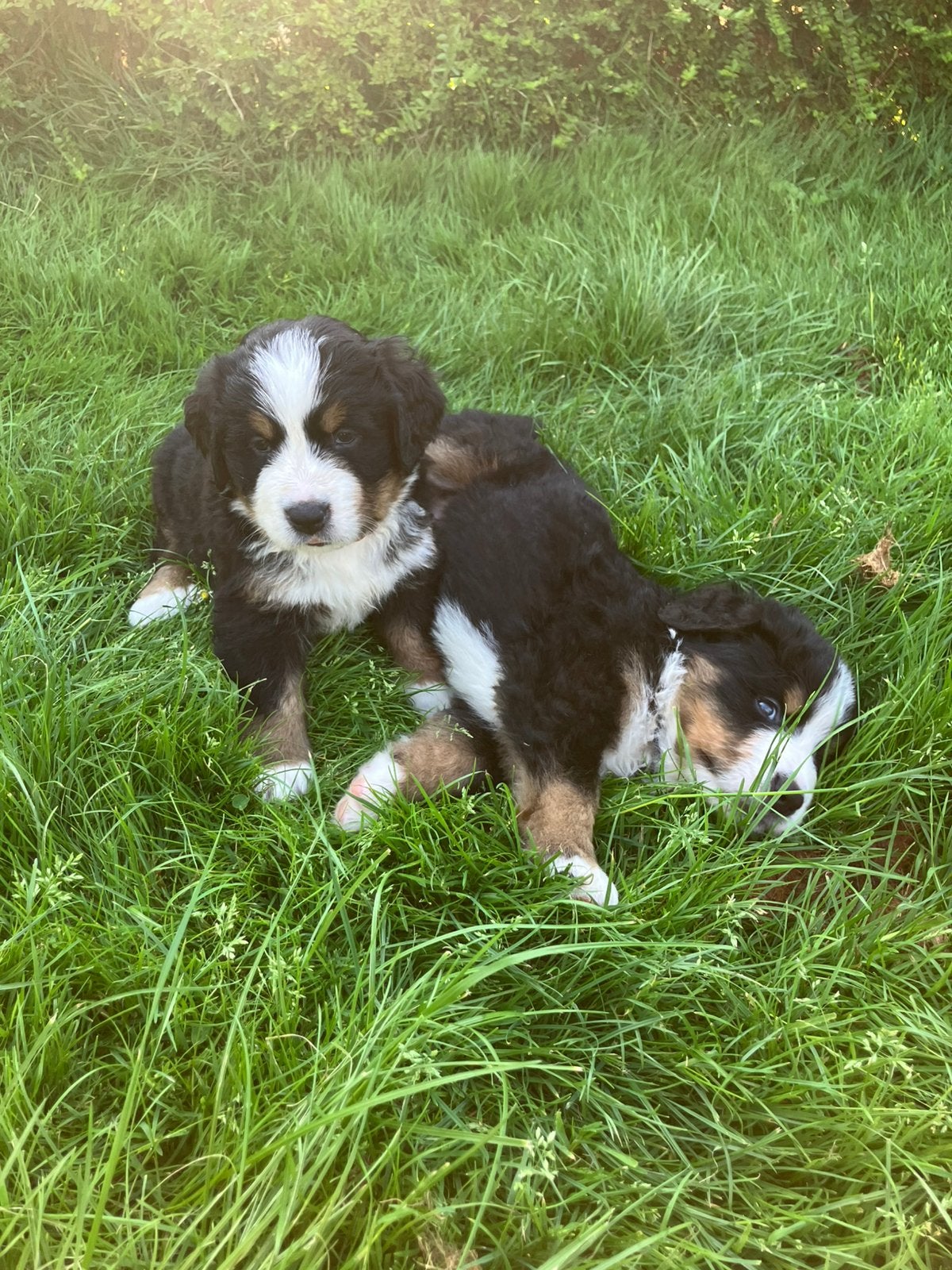Berner Sennen Pups...nog 1 Reutje & 1 Teefje beschikbaar, Dieren en Toebehoren, Parvo, Meerdere, Meerdere dieren, Nederland