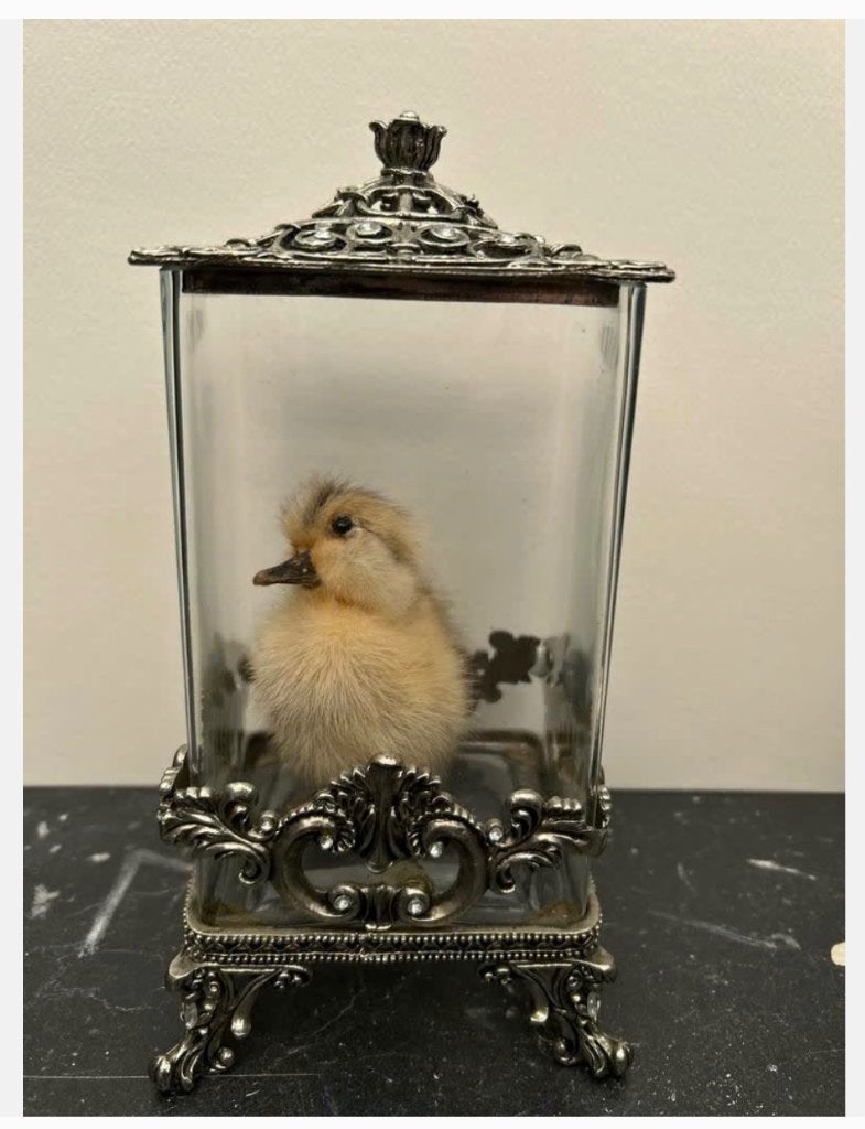 Opgezet echt eendje in Barok style vierkante stolp, Ophalen of Verzenden, Zo goed als nieuw, Vogel, Opgezet dier