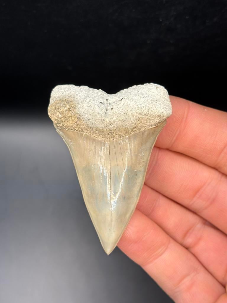 Mako fossiele haaientand Lee Creek, Verzamelen, Mineralen en Fossielen, Ophalen of Verzenden, Fossiel