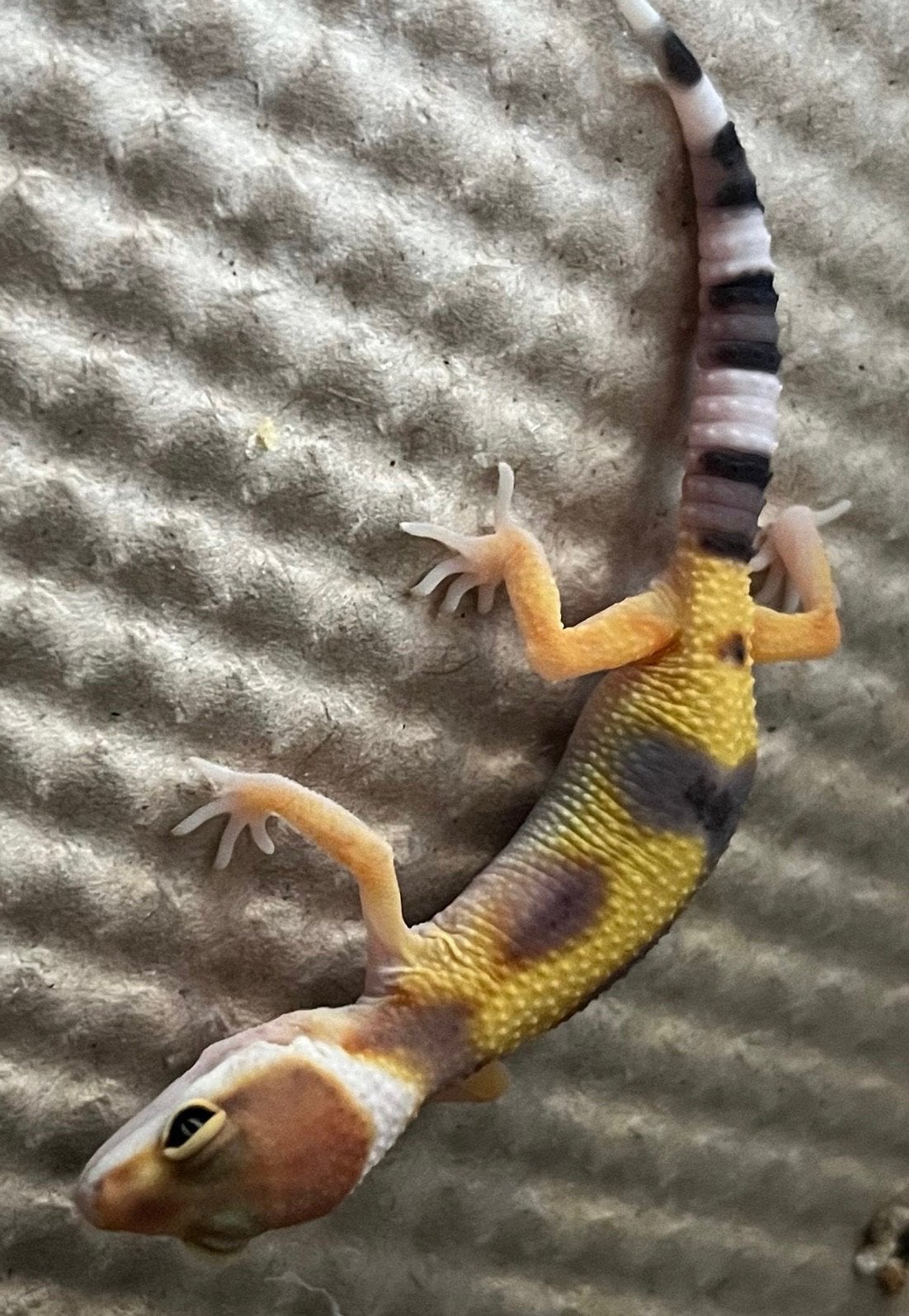 Jonge Luipaard gekko’s  / leopard gecko, Hagedis, 0 tot 2 jaar