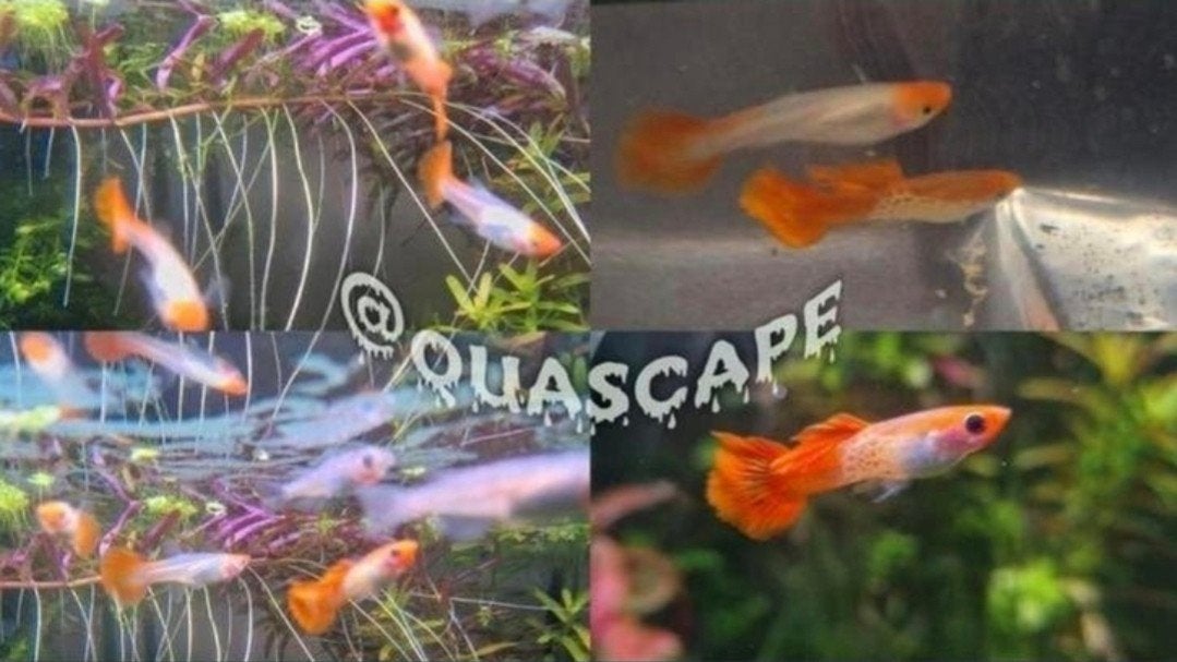 Poecilia Reticulata - Orange Guppy Cobra Koi - aquarium, Dieren en Toebehoren, Vissen | Aquariumvissen, Vis